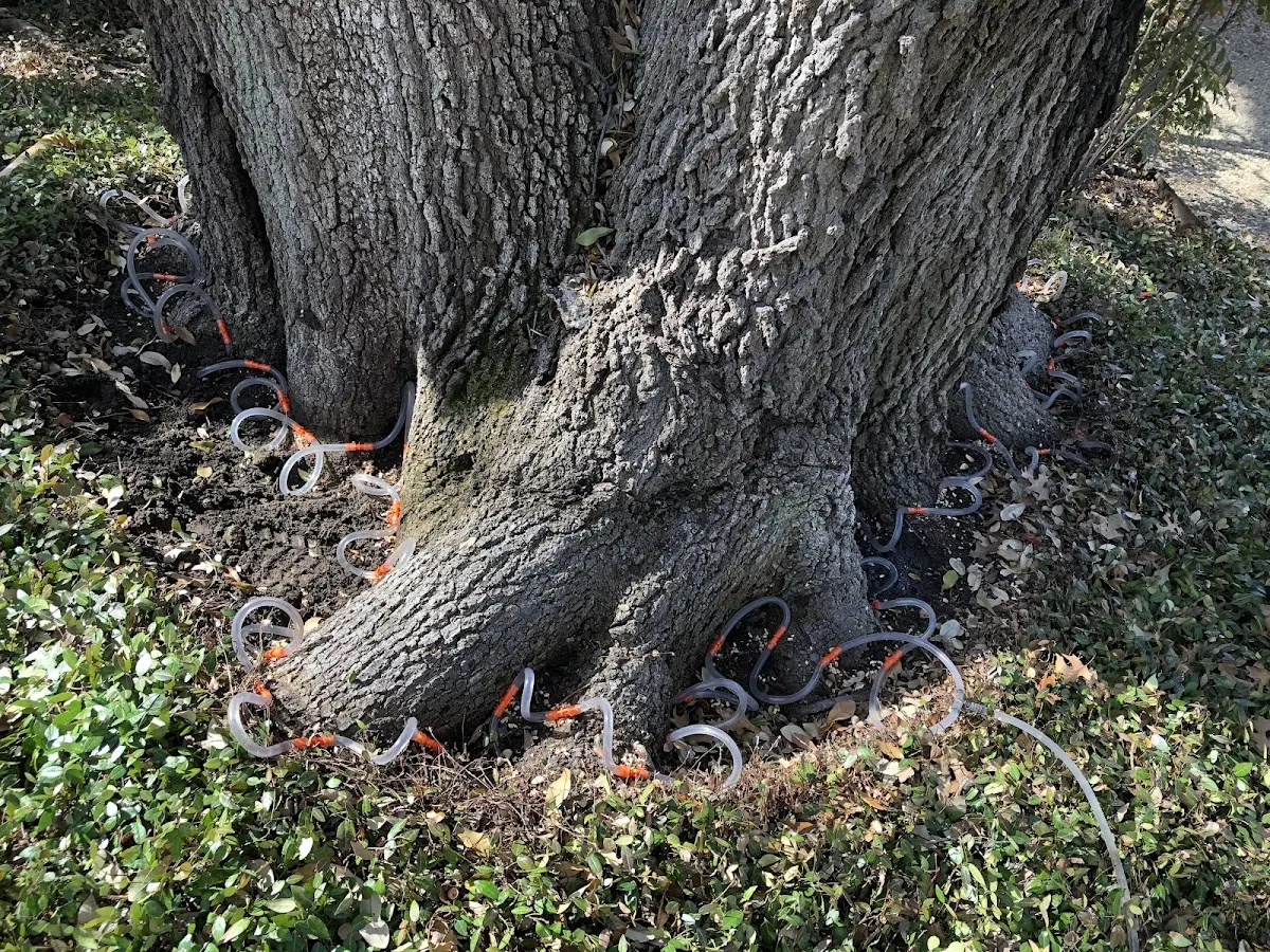 Detailed Tree Cabling and Bracing job site in Brook