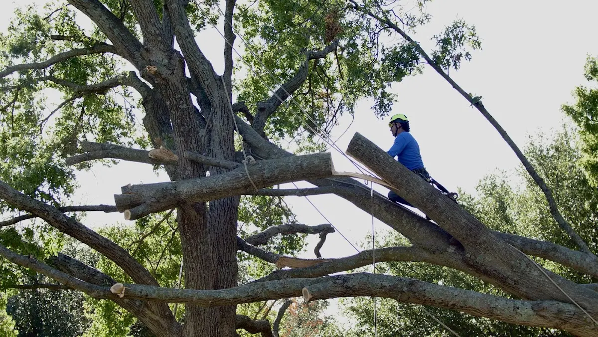 Professional Hazardous Tree Removal performed by certified arborists in Brook